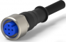Sensor-Aktor Kabel, M12-Kabeldose, gerade auf offenes Ende, 3-polig, 5 m, PUR, grau, 4 A, 2273043-3